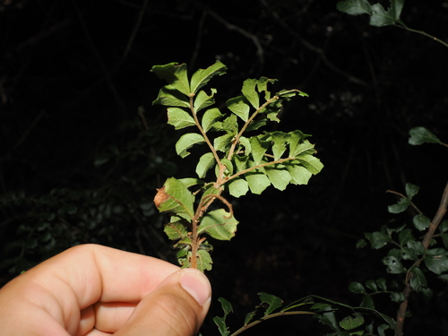 Cupaniopsis shirleyana, photograph 1