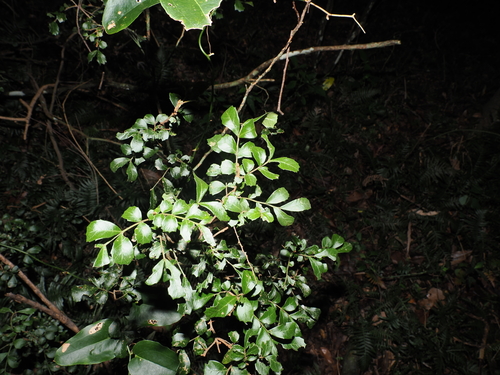 Cupaniopsis shirleyana, photograph 4