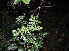 (c) Lucas Christofides, some rights reserved (CC BY) Cupaniopsis shirleyana, photograph (c) Lucas Christofides, some rights reserved (CC BY)