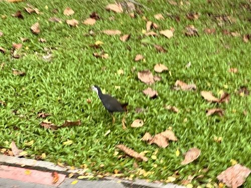 White-breasted Waterhen