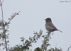 Knipolegus striaticeps