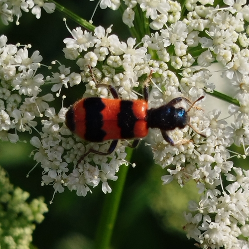 Bee-eating Beetle