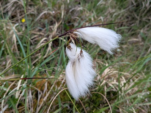 Common Cottongrass