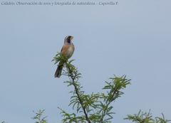 Saltatricula multicolor