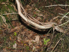 Eucalyptus curtisii
