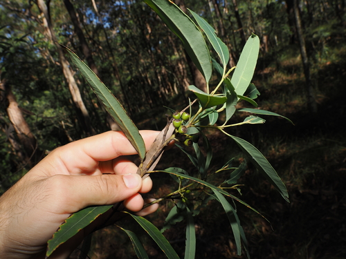 Eucalyptus curtisii, photograph 1
