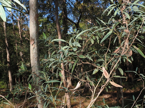 Eucalyptus curtisii, photograph 2