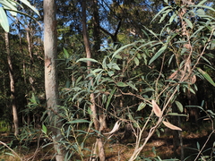 Eucalyptus curtisii, photograph (c) Lucas Christofides, some rights reserved (CC BY)