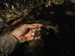 Eucalyptus curtisii, photograph (c) Lucas Christofides, some rights reserved (CC BY)