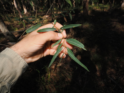Eucalyptus curtisii, photograph 4