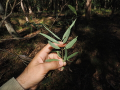 Eucalyptus curtisii, photograph (c) Lucas Christofides, some rights reserved (CC BY)