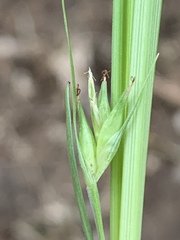 Carex willdenowii