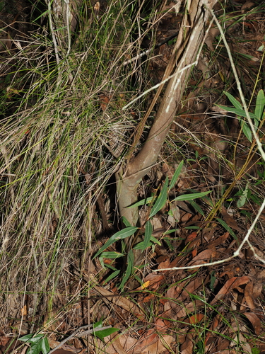 Eucalyptus curtisii, photograph 6