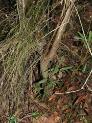 Eucalyptus curtisii, photograph (c) Lucas Christofides, some rights reserved (CC BY)