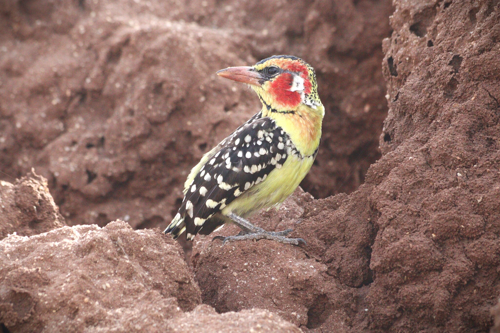 Red-and-yellow Barbet (Trachyphonus erythrocephalus), photo 1