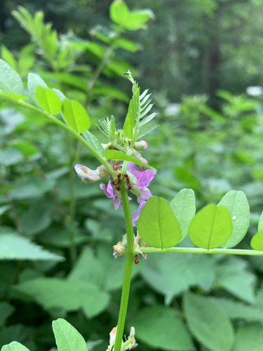 Bush Vetch