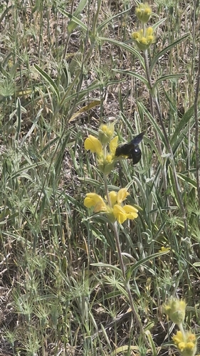 Xylocopa