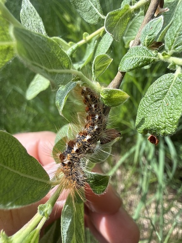 Knot Grass Moth