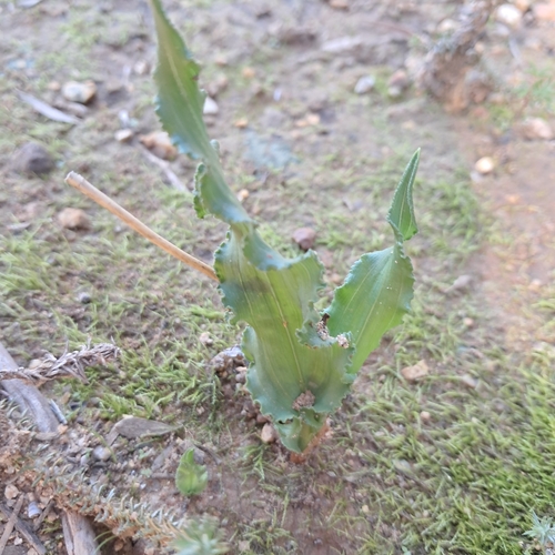 Crisp Plumeiris
