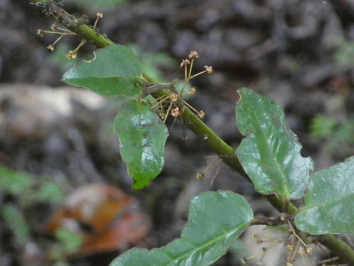 Amborella trichopoda observed 2026-05-31