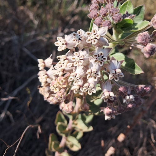 wild cotton