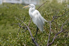 Ardea alba