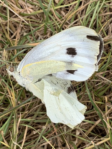 Large White