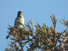 Aphelocoma californica