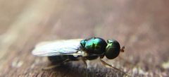 Microchrysa flaviventris