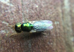 Microchrysa flaviventris