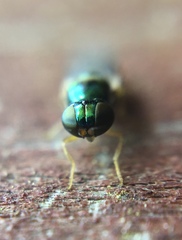 Microchrysa flaviventris