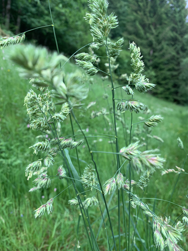 orchard grass