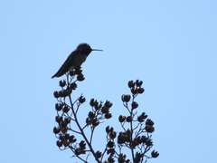 Calypte anna