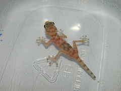 Ptyodactylus
