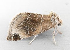 Plagiomimicus curiosum