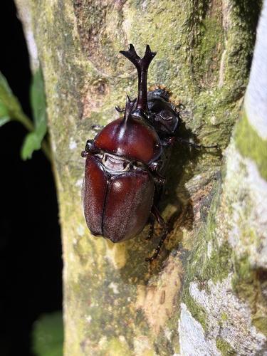 Japanese Rhinoceros Beetle