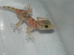 Ptyodactylus