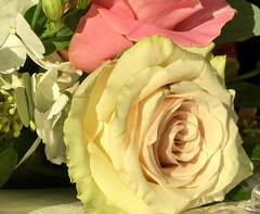 Rosa