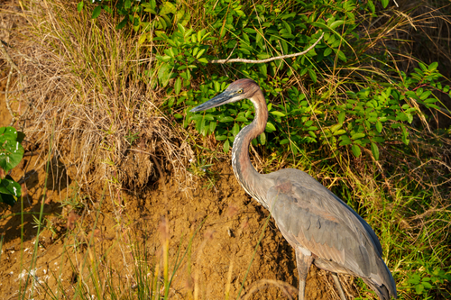 iNaturalist image