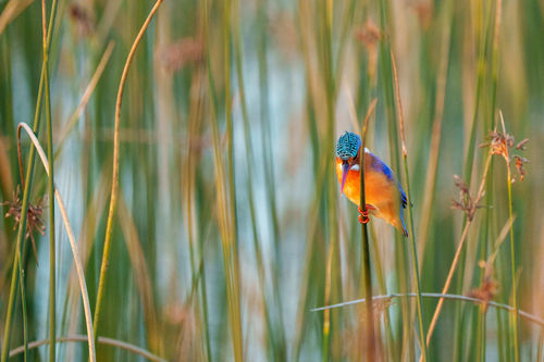 iNaturalist image