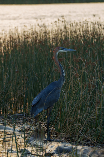 iNaturalist image