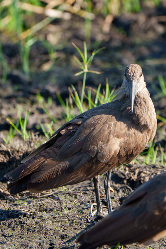 iNaturalist image