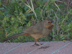 Melozone crissalis