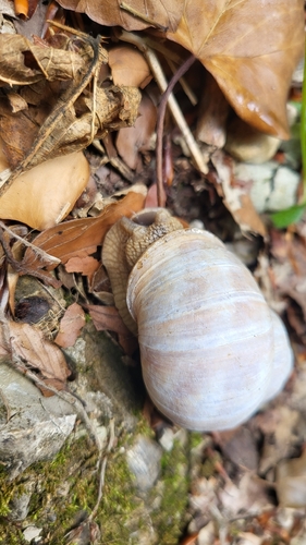 Roman Snail