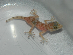 Ptyodactylus