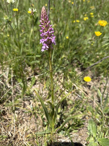 Fragrant Orchid