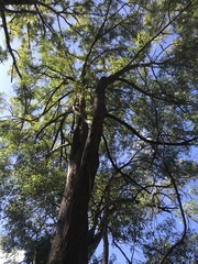 Eucalyptus microcorys