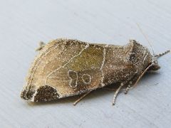 Plagiomimicus curiosum