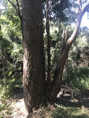 Eucalyptus microcorys