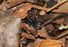 Hypodrassodes maoricus